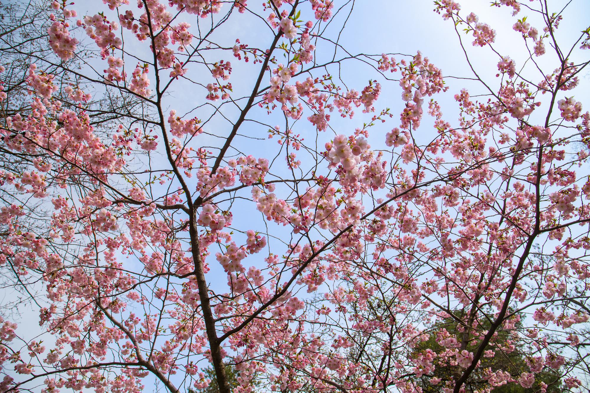 У Києві розцвіли магнолії і сакури: де побачити цю красу